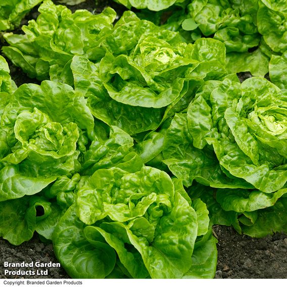 Lettuce 'Tom Thumb' - Seeds
