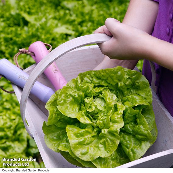 Lettuce 'Tom Thumb' - Seeds