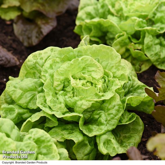 Lettuce 'Tom Thumb' - Seeds