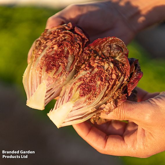 Lettuce 'Volcana' - Seeds