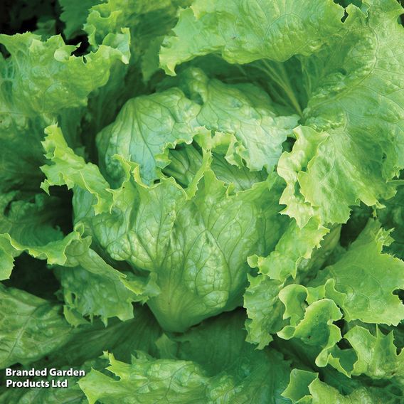 Lettuce 'Webbs Wonderful' - Seeds