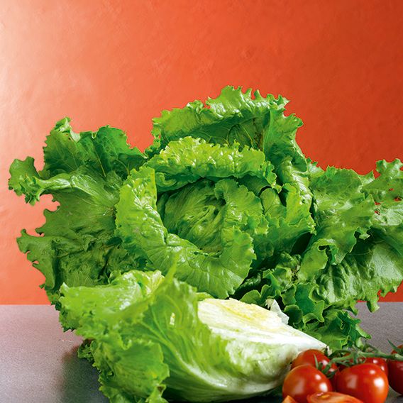 Lettuce 'Webbs Wonderful' - Seed Tape