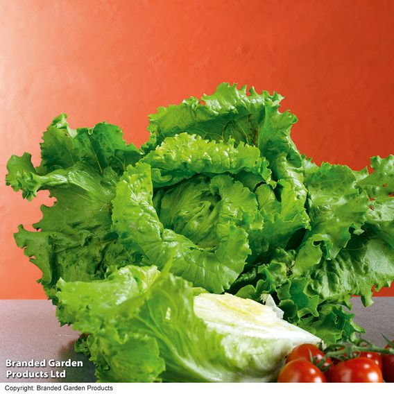Lettuce 'Webbs Wonderful' - Seeds