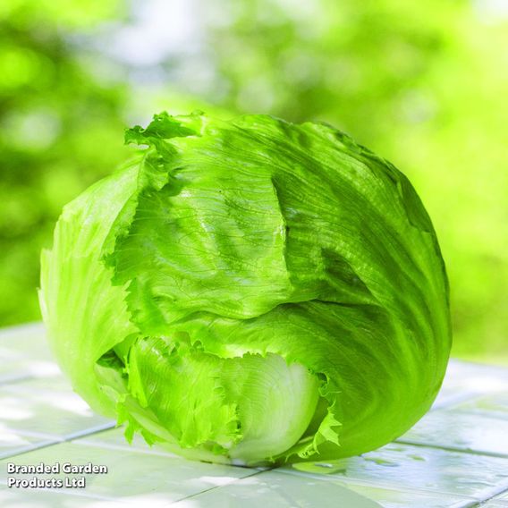 Lettuce 'Webbs Wonderful' - Seeds