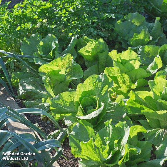 Lettuce 'Winter Density' - Seeds