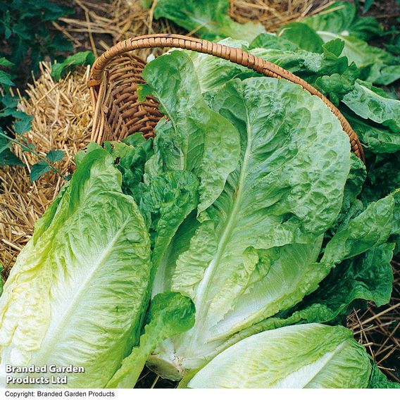 Lettuce 'Winter Density' - Seeds