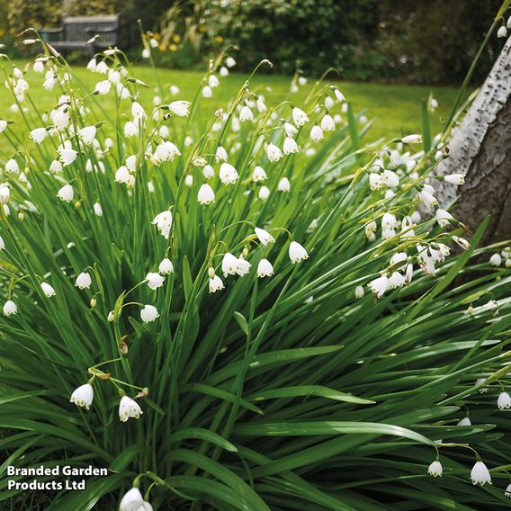 Leucojum aestivum