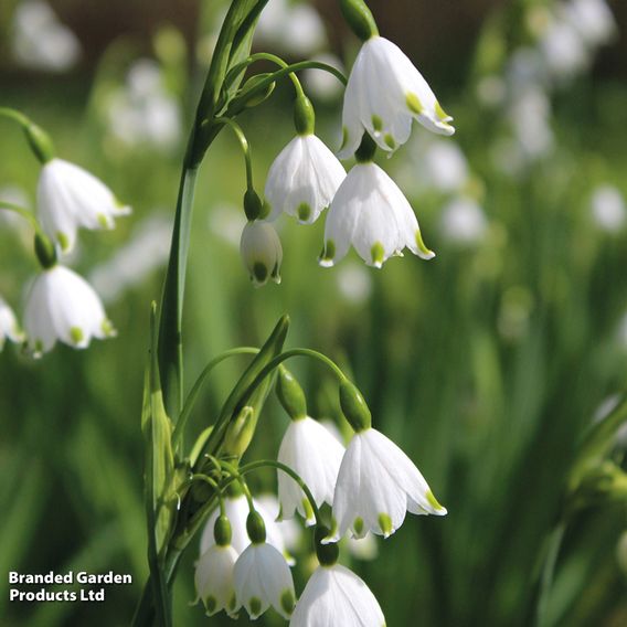 Leucojum aestivum
