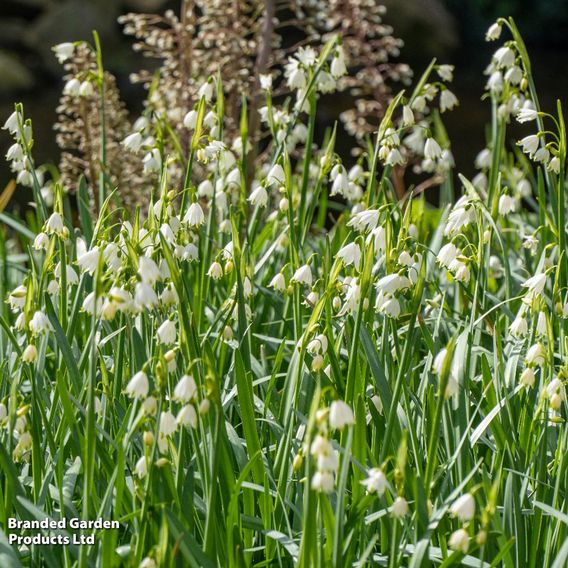 Leucojum aestivum