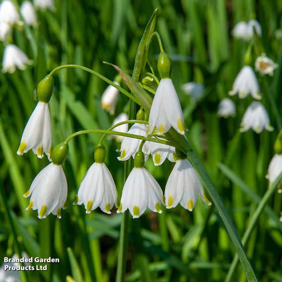 Leucojum aestivum