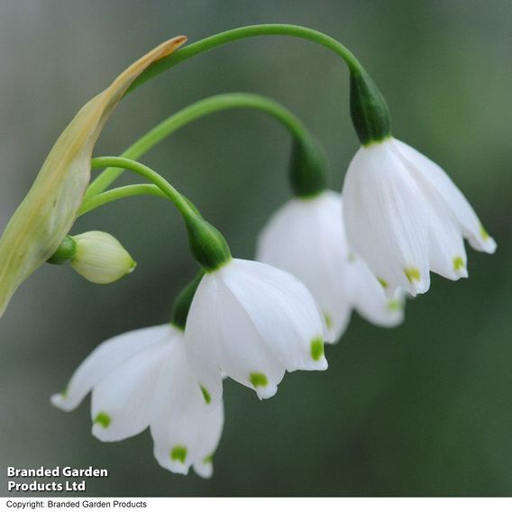 Leucojum aestivum