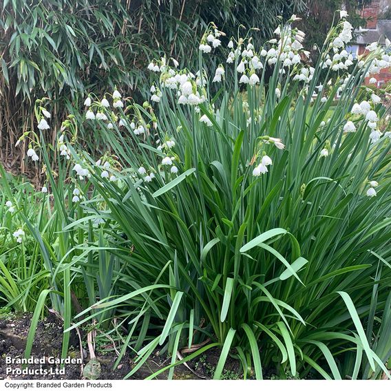 Leucojum aestivum