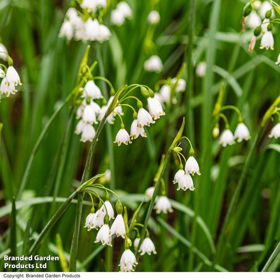 Leucojum aestivum