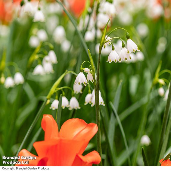 Leucojum aestivum