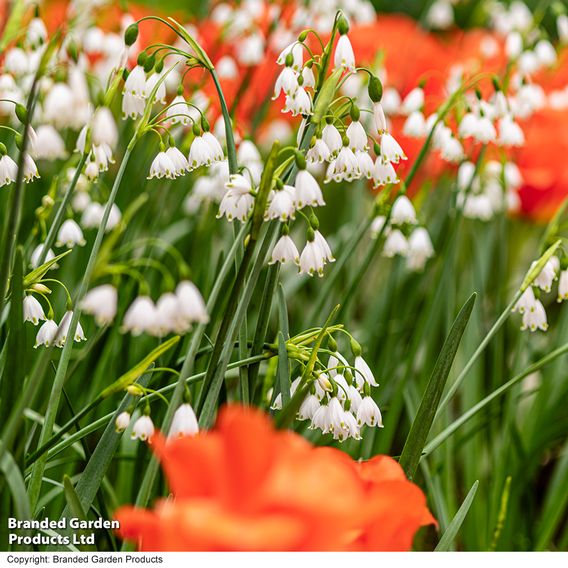 Leucojum aestivum