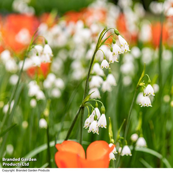 Leucojum aestivum