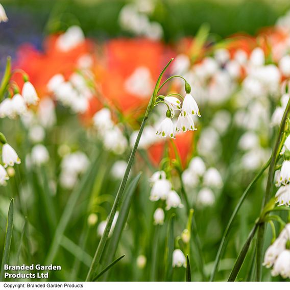 Leucojum aestivum