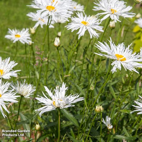 Perfect Perennial Collection