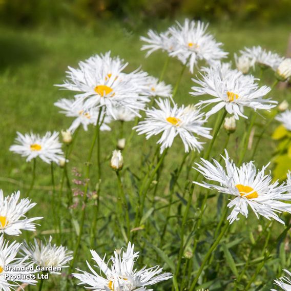 Perfect Perennial Collection