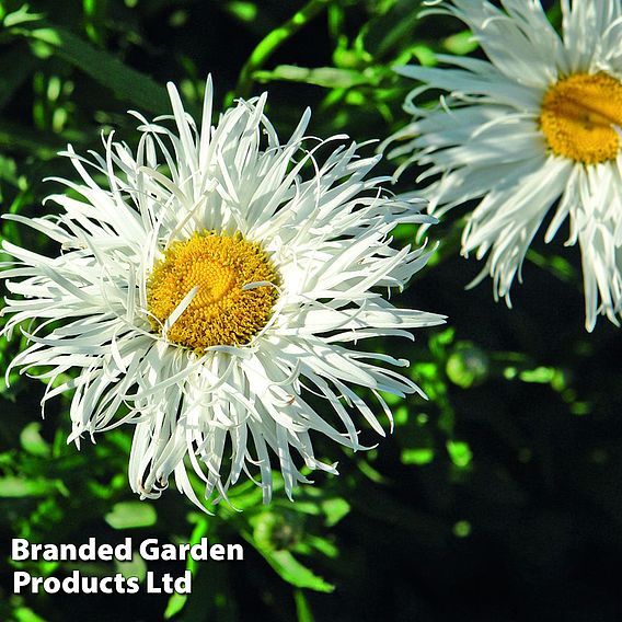 Leucanthemum 'Crazy Daisy'