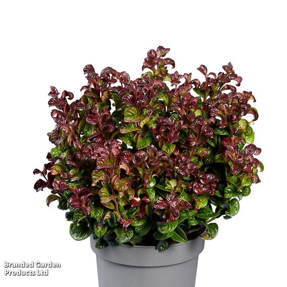 Leucothoe axillaris 'Curly Red'