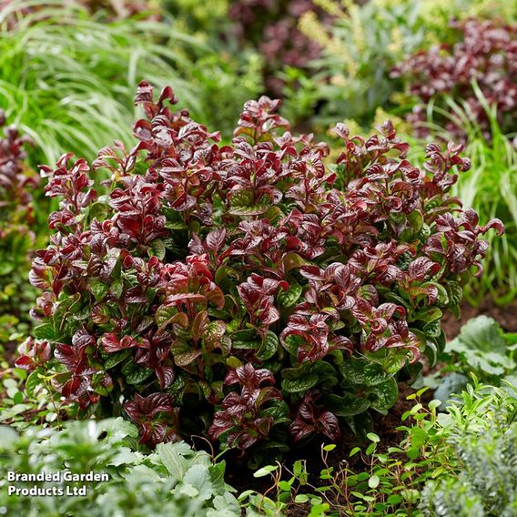 Leucothoe axillaris 'Curly Red'