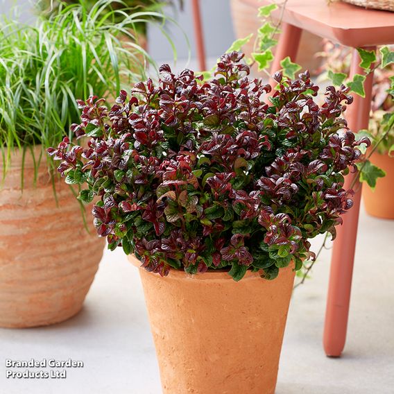 Leucothoe axillaris 'Curly Red'