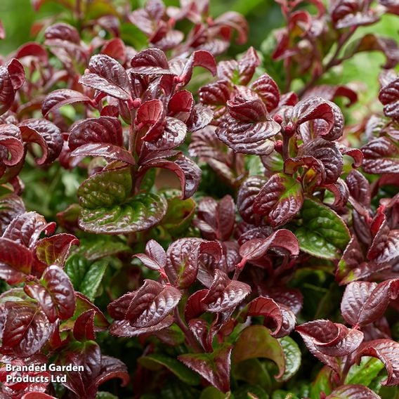 Leucothoe axillaris 'Curly Red'