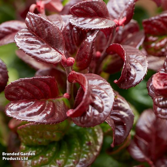 Leucothoe axillaris 'Curly Red'