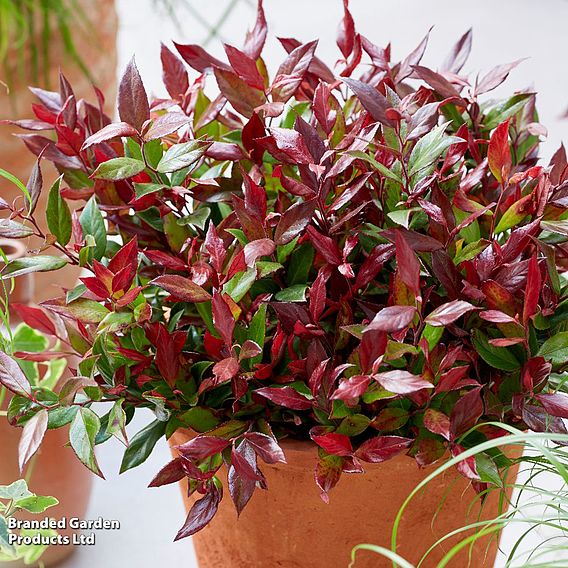 Leucothoe axillaris 'Little Flames'