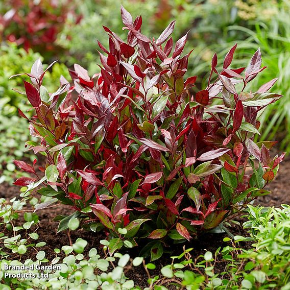 Leucothoe axillaris 'Little Flames'