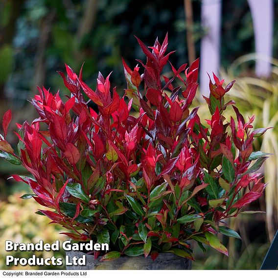 Leucothoe axillaris 'Little Flames'