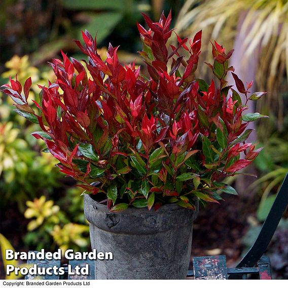 Leucothoe axillaris 'Little Flames'