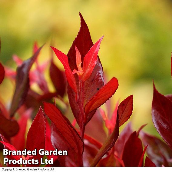 Leucothoe axillaris 'Little Flames'
