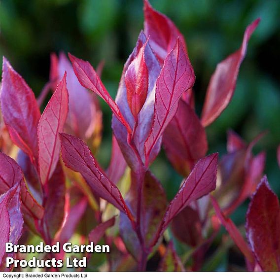 Leucothoe axillaris 'Little Flames'