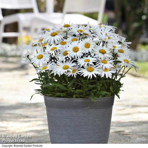Shasta Daisy 'Madonna'