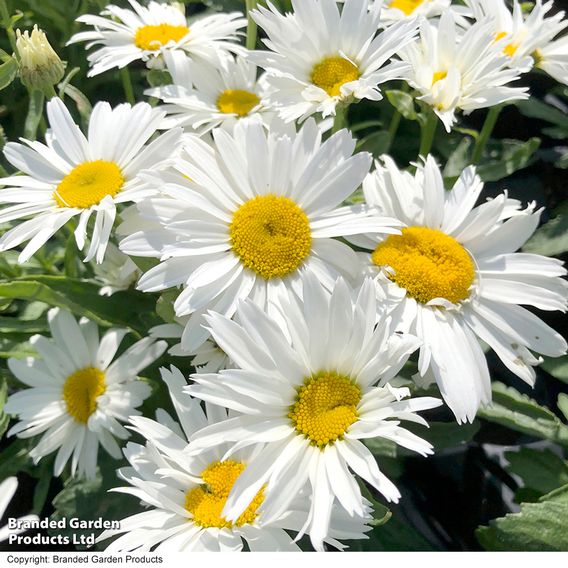 Shasta Daisy 'Madonna'