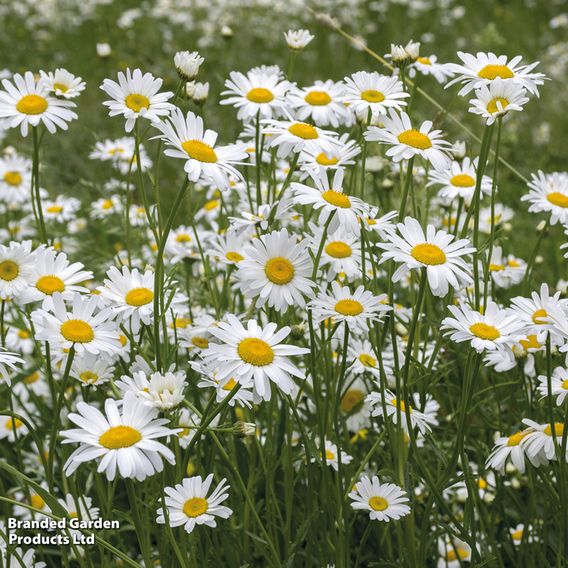 Ox-Eye Daisy - Seeds