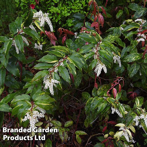 Leucothoe fontanesiana 'Rainbow'