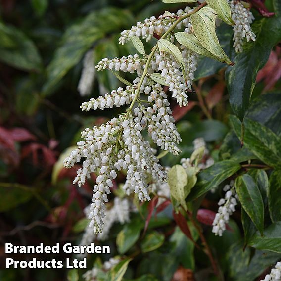 Leucothoe fontanesiana 'Rainbow'