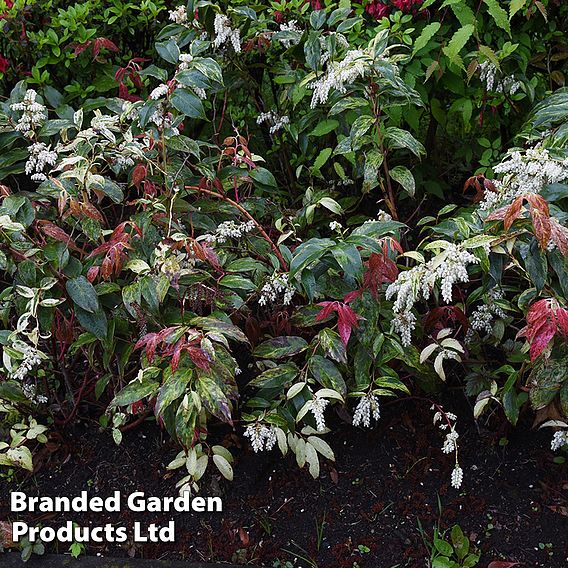 Leucothoe fontanesiana 'Rainbow'