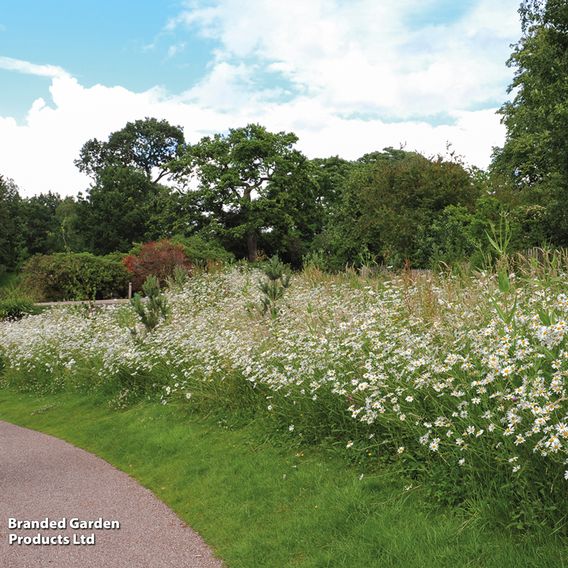 Ox-Eye Daisy - Seeds