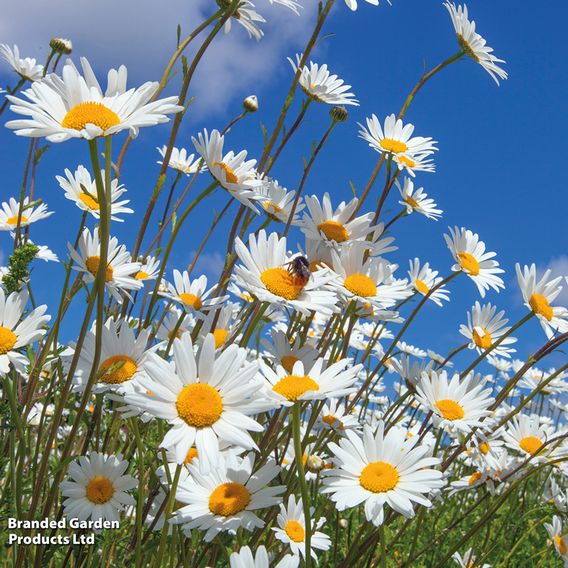 Ox-Eye Daisy - Seeds