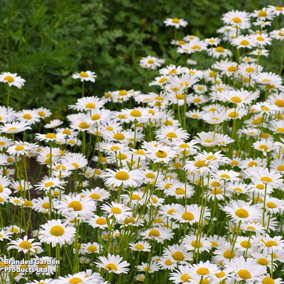 Ox-Eye Daisy - Seeds