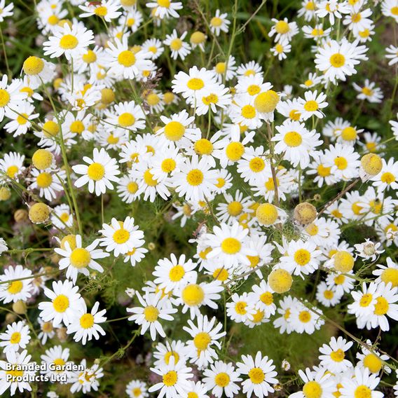 Ox-Eye Daisy - Seeds