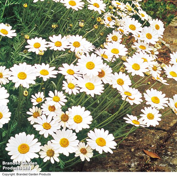 Ox-Eye Daisy - Seeds