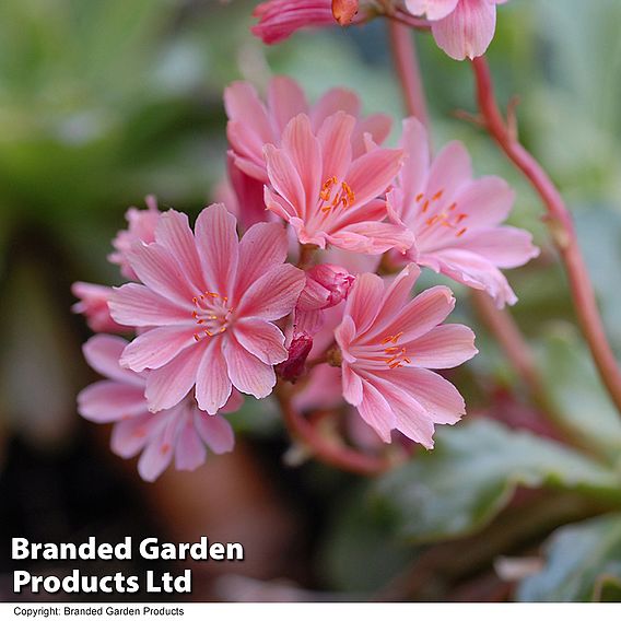 Lewisia cotyledon 'Elise Mixed'