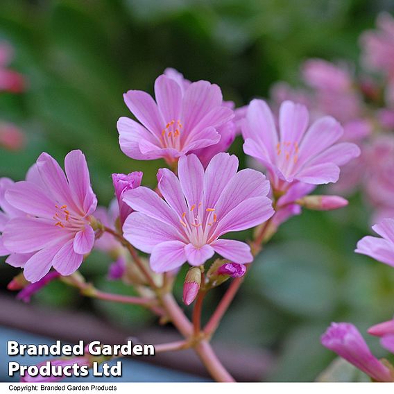 Lewisia cotyledon 'Elise Mixed'