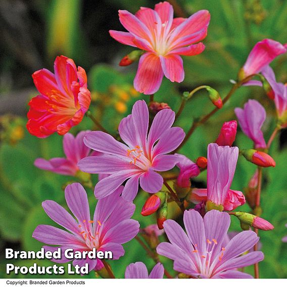 Lewisia cotyledon 'Elise Mixed'