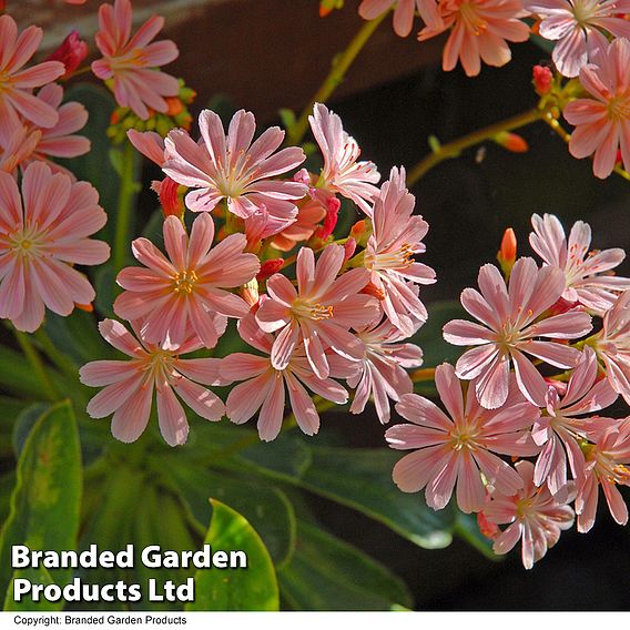 Lewisia cotyledon 'Elise Mixed'